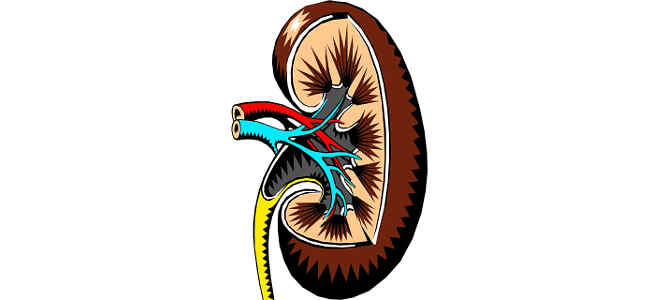  kidney