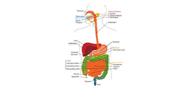  pancreas 